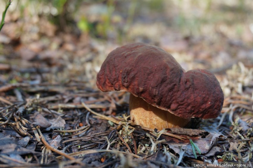 Лесные дары республики Коми