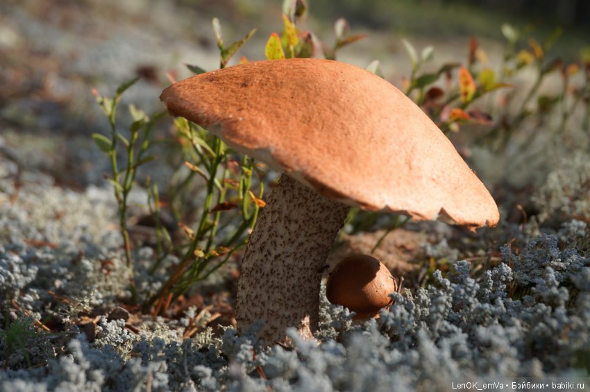 Лесные дары республики Коми