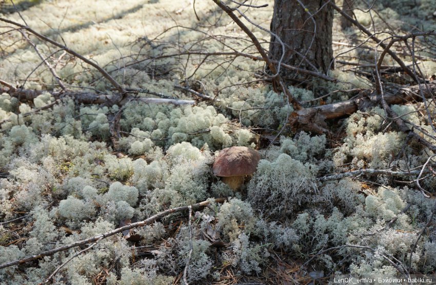 Лесные дары республики Коми