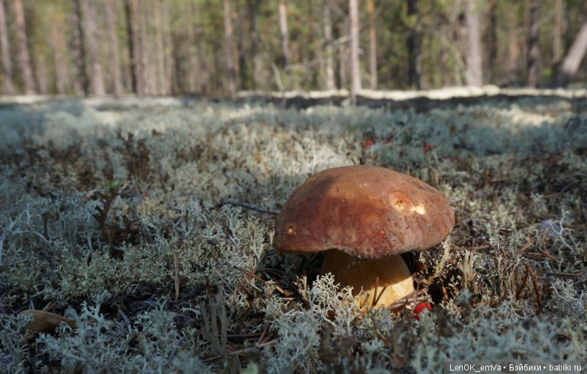 Лесные дары республики Коми