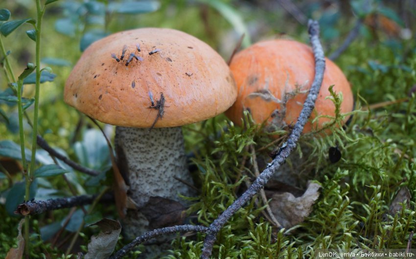 Лесные дары республики Коми