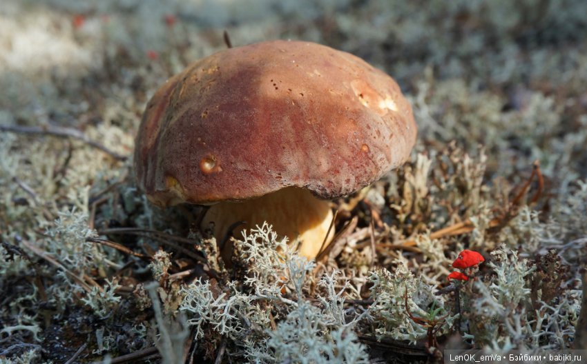 Лесные дары республики Коми