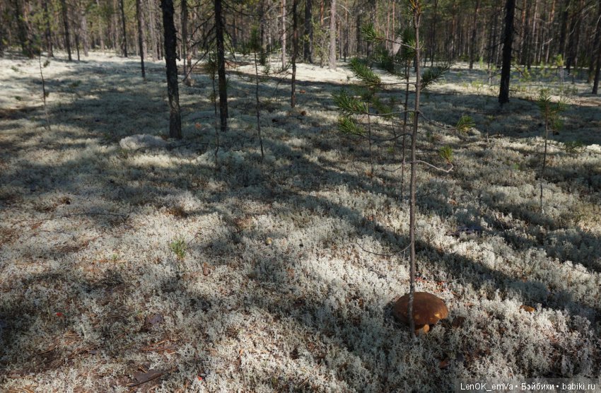 Лесные дары республики Коми