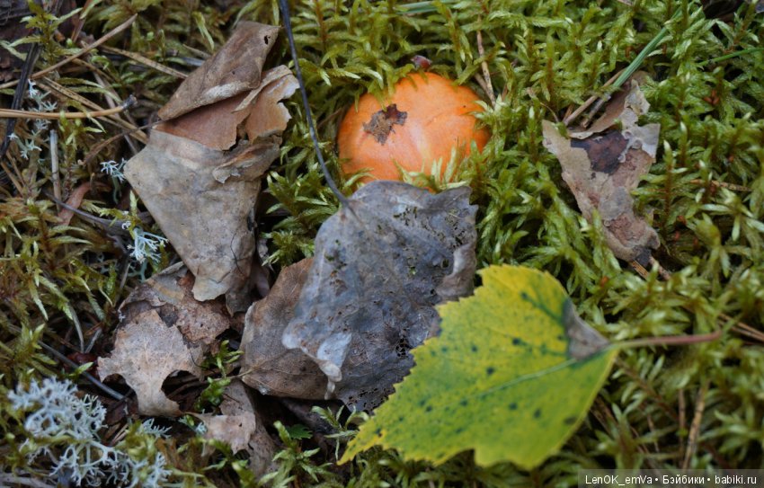 Лесные дары республики Коми