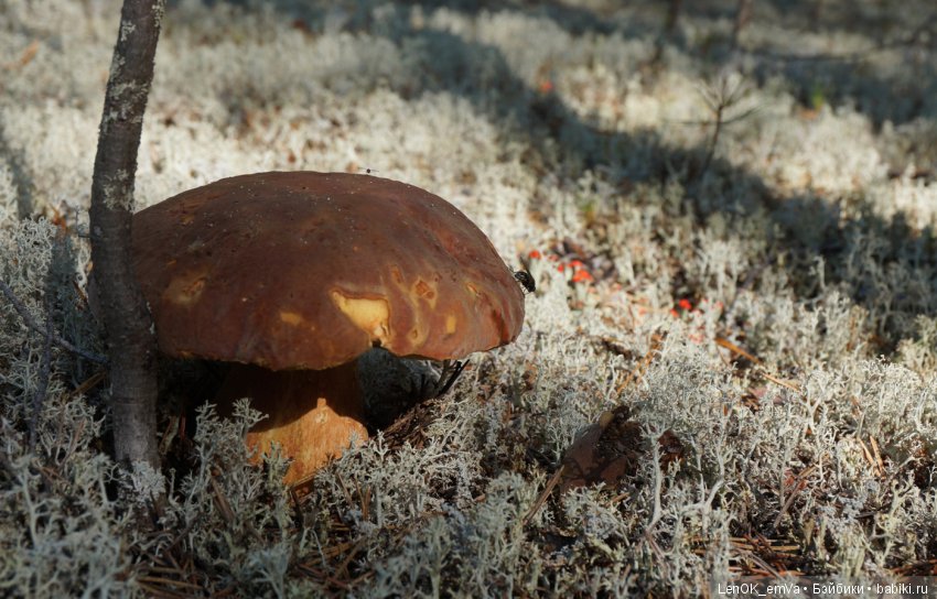 Лесные дары республики Коми