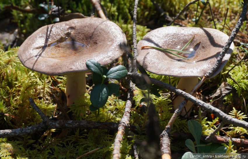 Лесные дары республики Коми