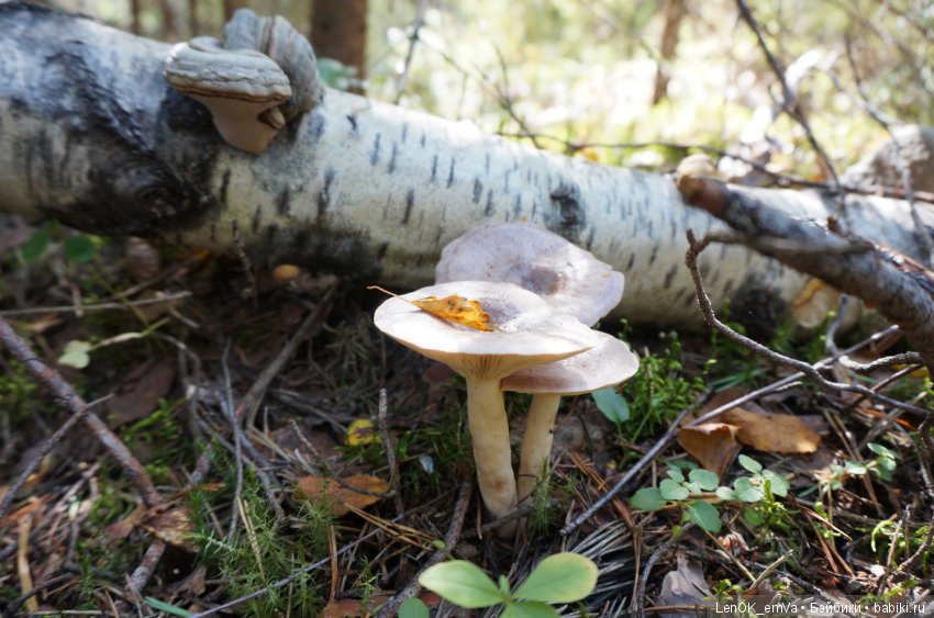 Лесные дары республики Коми