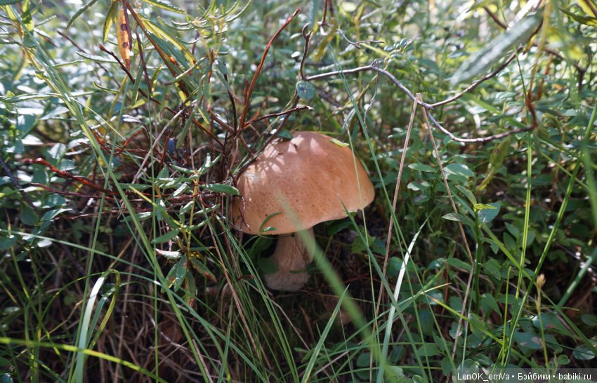 Лесные дары республики Коми