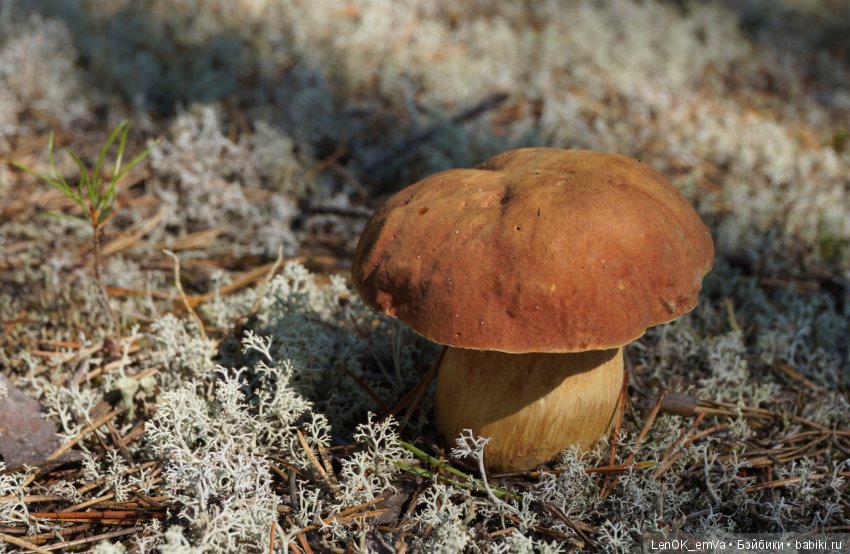 Лесные дары республики Коми