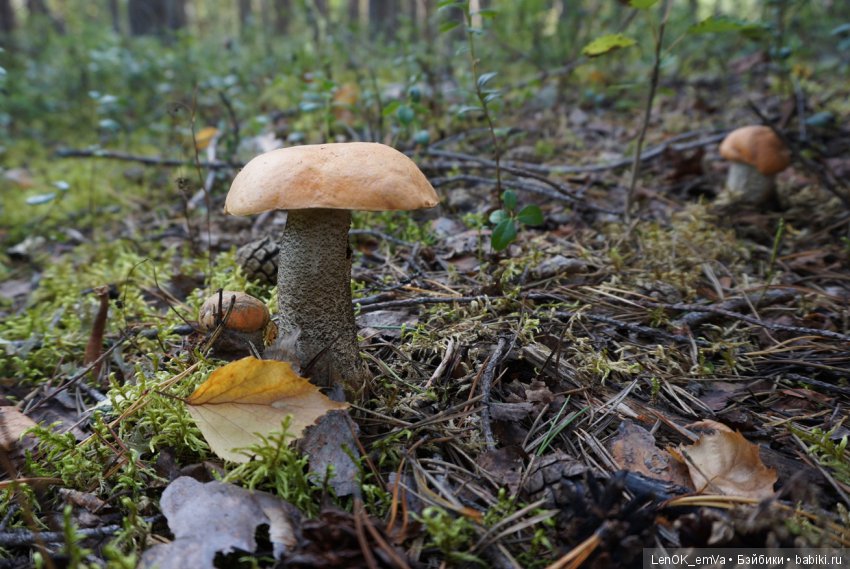 Лесные дары республики Коми