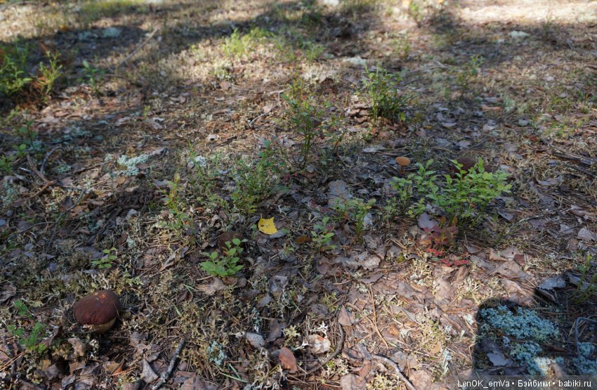 Лесные дары республики Коми