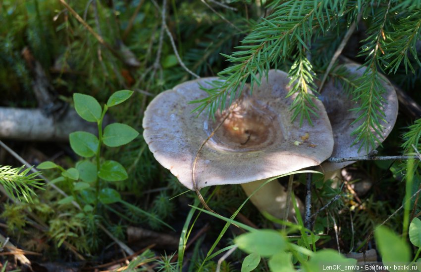 Лесные дары республики Коми