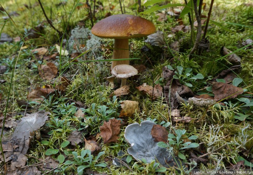 Лесные дары республики Коми