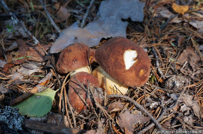 Лесные дары республики Коми