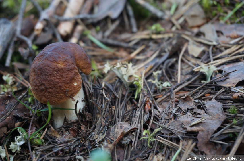 Лесные дары республики Коми