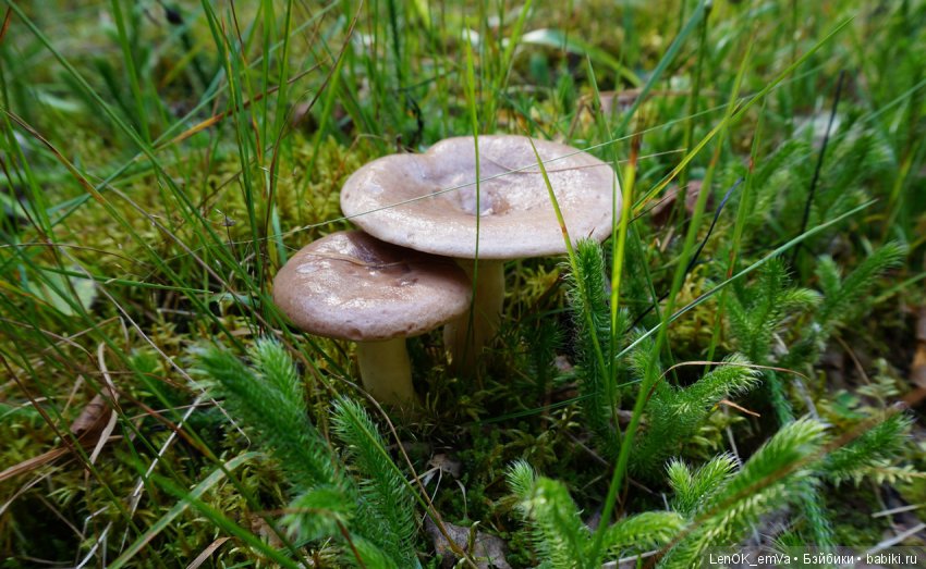 Лесные дары республики Коми