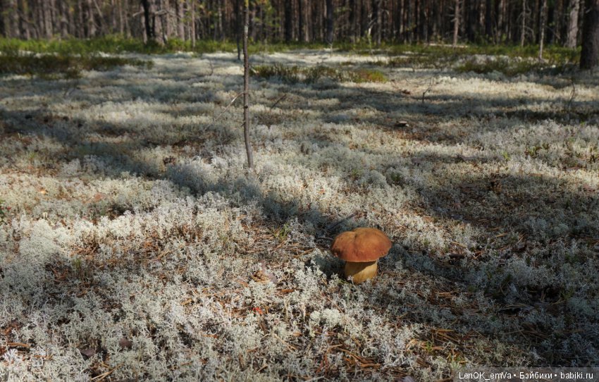 Лесные дары республики Коми