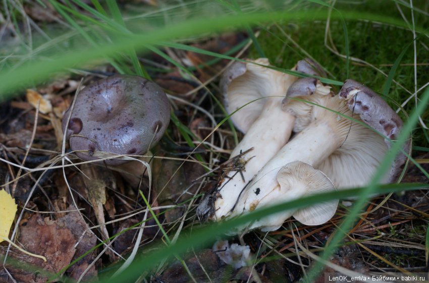 Лесные дары республики Коми