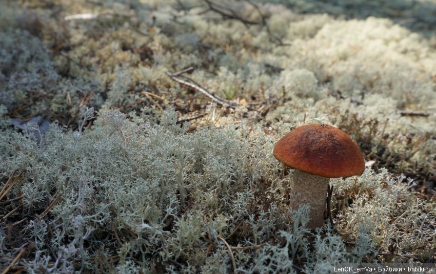 Лесные дары республики Коми
