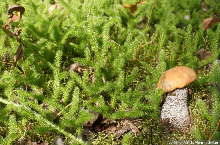 Лесные дары республики Коми