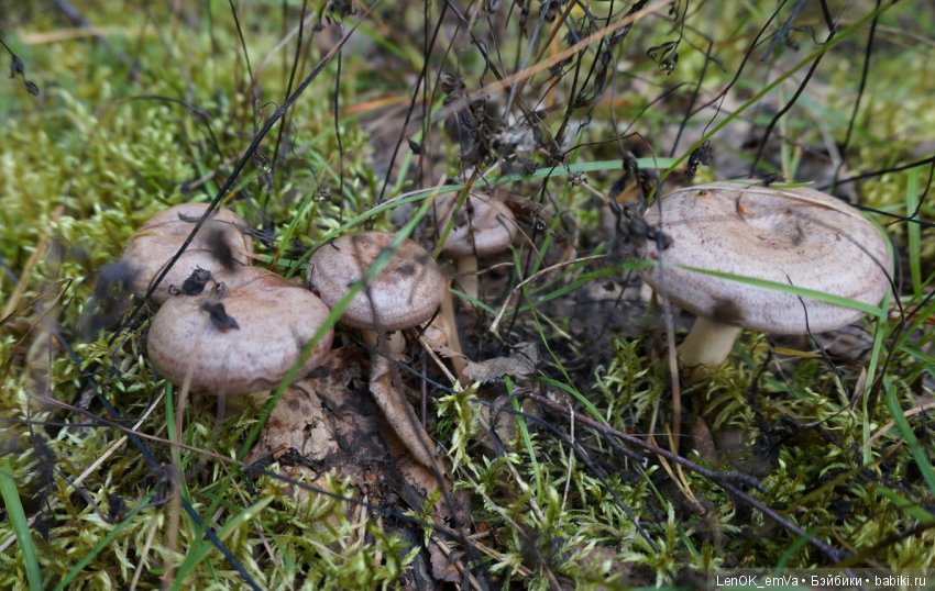 Лесные дары республики Коми