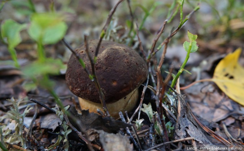 Лесные дары республики Коми