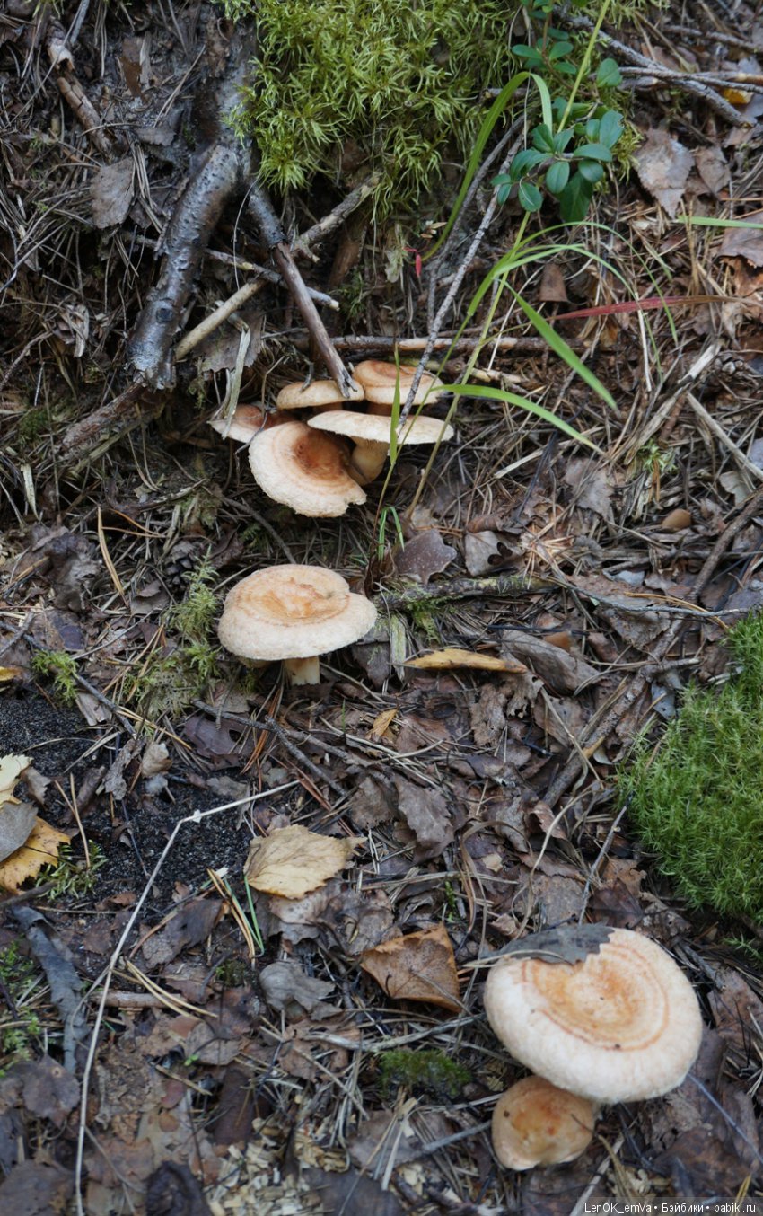 Лесные дары республики Коми