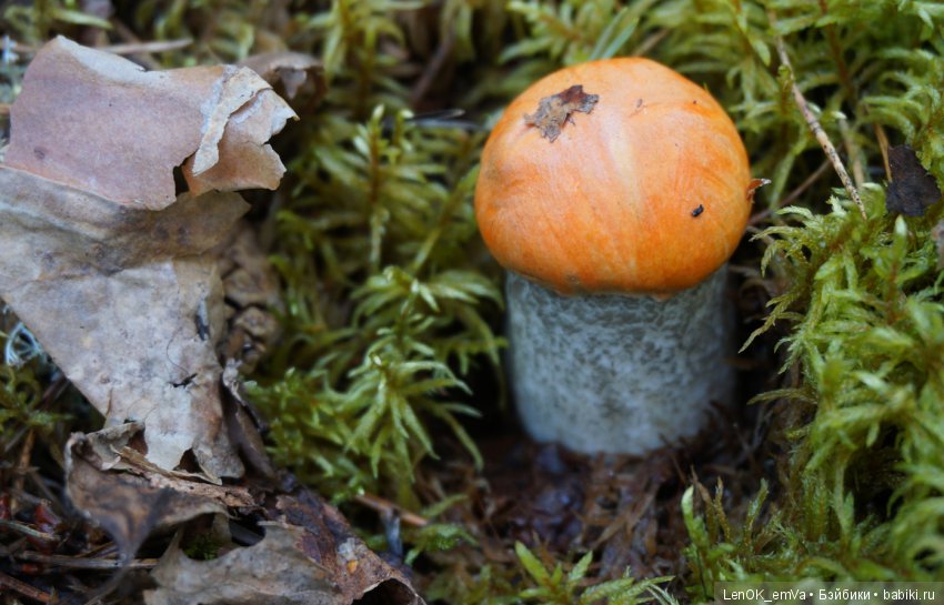 Лесные дары республики Коми