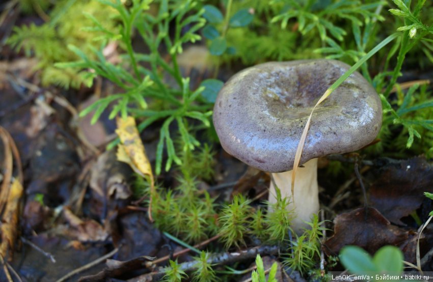 Лесные дары республики Коми