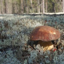 Дары северного леса или прогулка за грибами