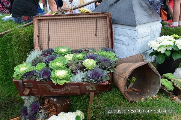 Воронеж-город сад!И немного капустки)