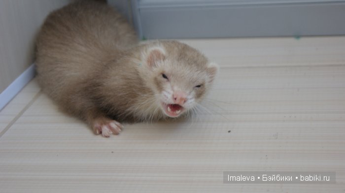 Наши летние покатушки — Куклы Fairyland (ФэйриЛэнд): BJD (БЖД)