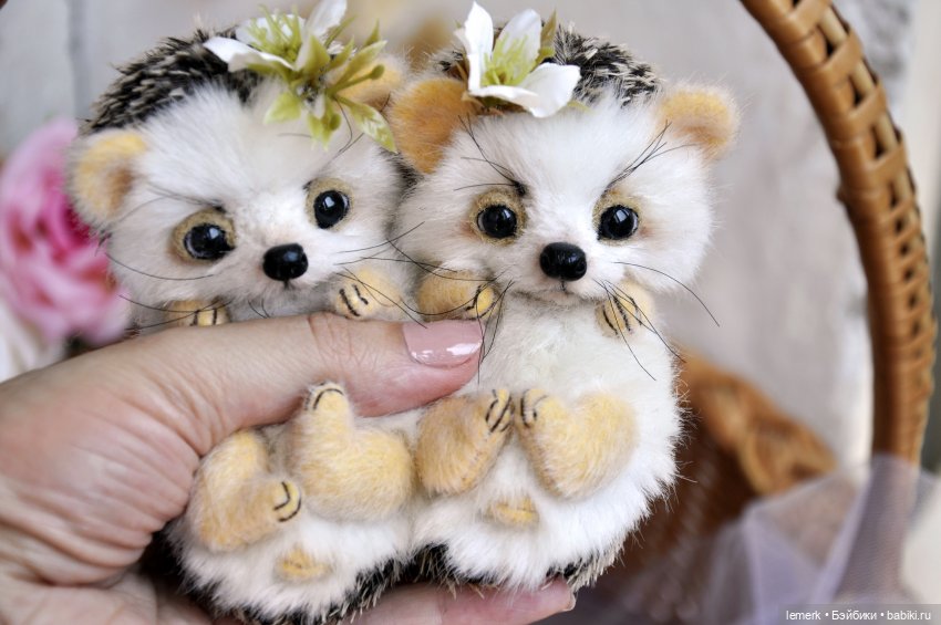 Пушистые тедди ежики: жизнь прекрасна, когда чьей-то щеке нужен твой нос (фото 3)