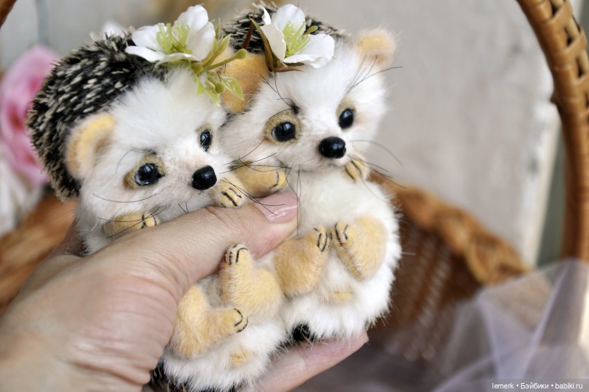 Пушистые тедди ежики: жизнь прекрасна, когда чьей-то щеке нужен твой нос (фото 2)