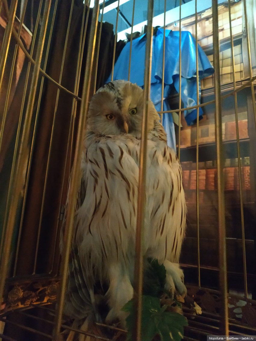 Вселенная Гарри Поттера в Ростове-на-Дону