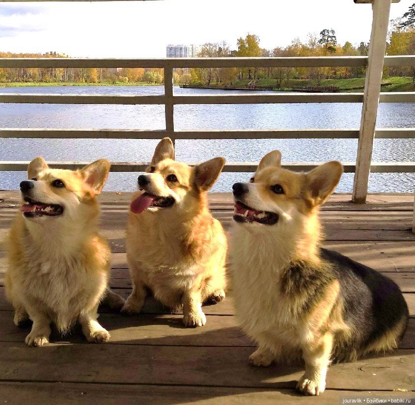 О щенках! Нужны люди с воображением для поиска имён для нашей банды (фото 2)