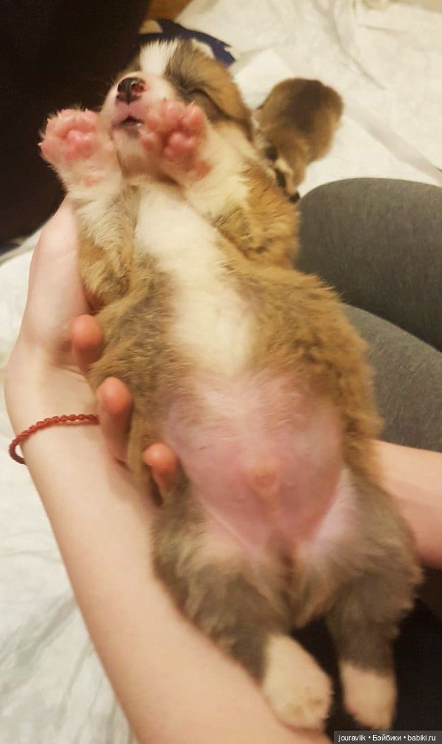 О щенках! Нужны люди с воображением для поиска имён для нашей банды (фото 5)