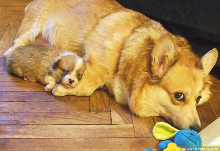 О щенках! Нужны люди с воображением для поиска имён для нашей банды (фото 7)