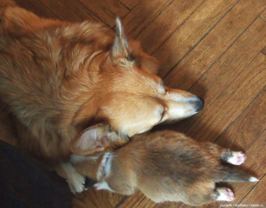 О щенках! Нужны люди с воображением для поиска имён для нашей банды (фото 4)