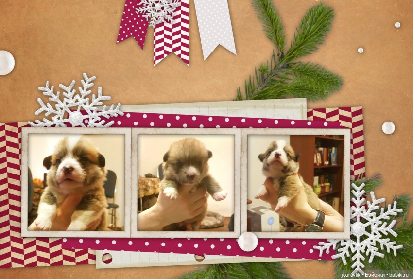 О щенках! Нужны люди с воображением для поиска имён для нашей банды (фото 8)