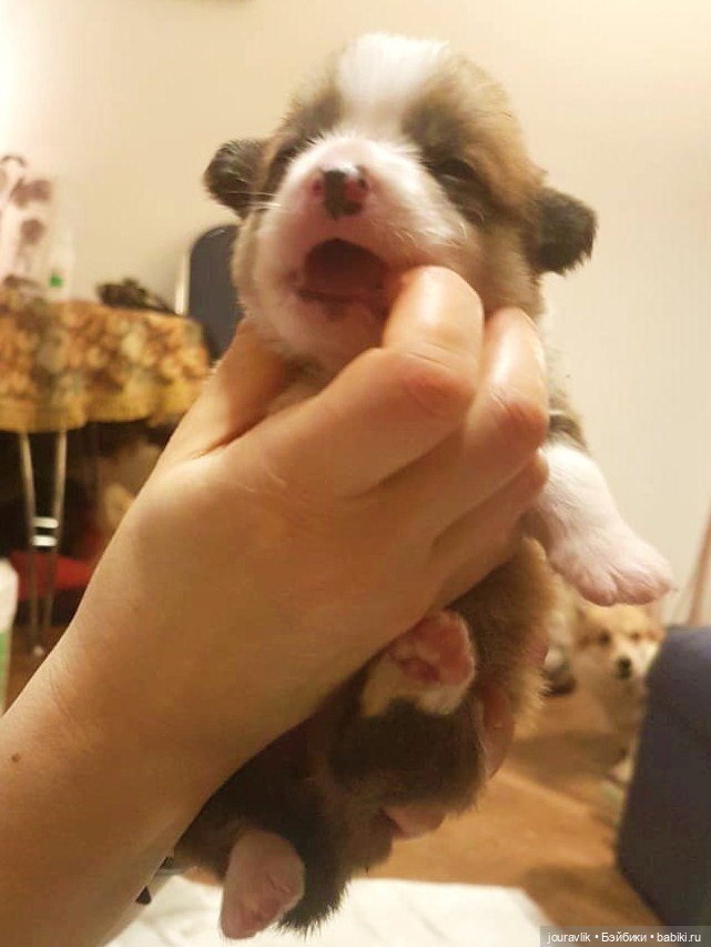 О щенках! Нужны люди с воображением для поиска имён для нашей банды (фото 6)