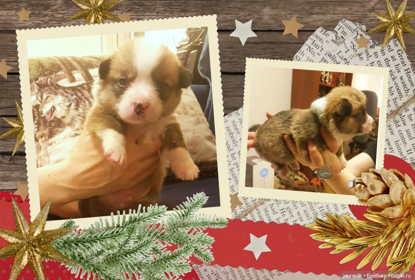 О щенках! Нужны люди с воображением для поиска имён для нашей банды (фото 9)