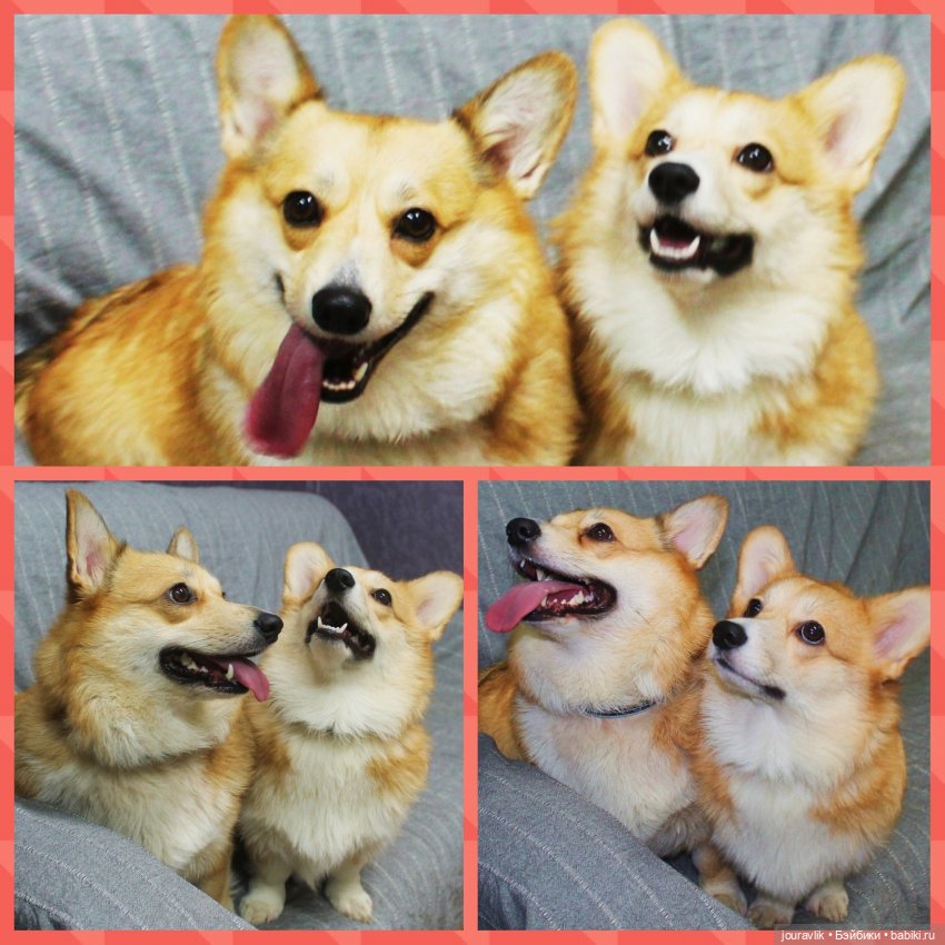 О щенках! Нужны люди с воображением для поиска имён для нашей банды