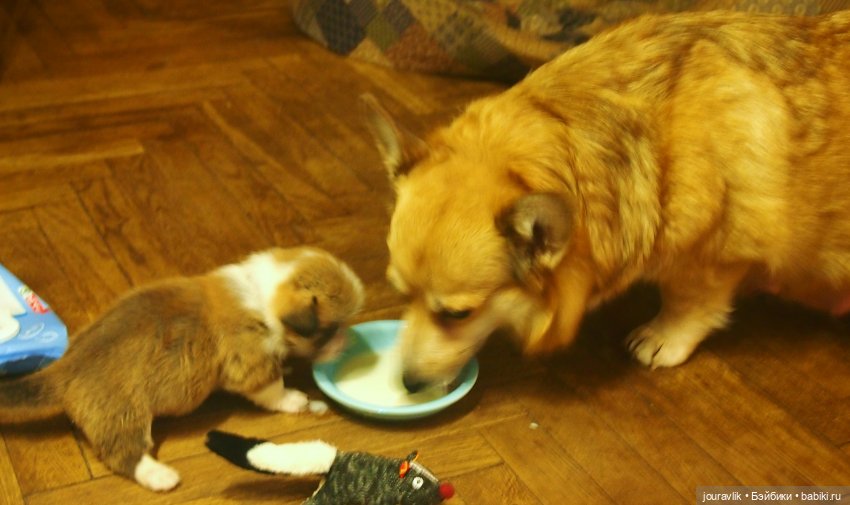 О щенках! Нужны люди с воображением для поиска имён для нашей банды (фото 3)