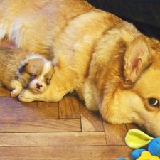 О щенках! Нужны люди с воображением для поиска имён для нашей банды