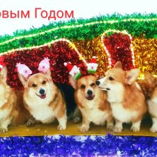 Некукольное поздравление