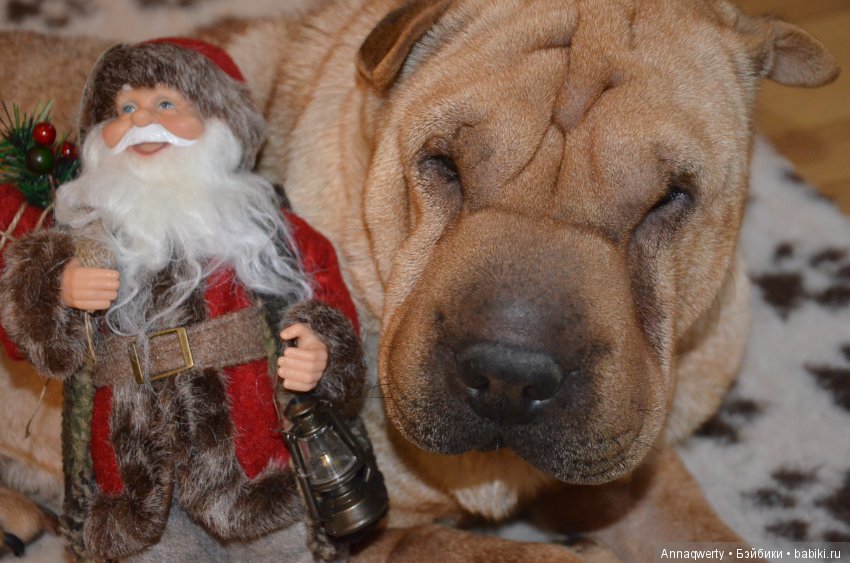 С Новым годом!С новым и старым счастьем