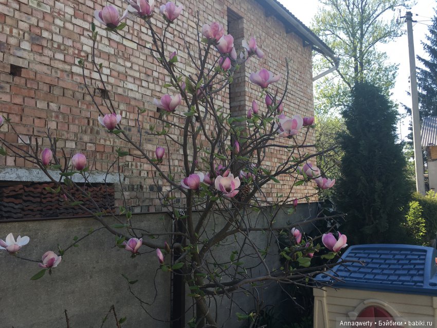 У нас зацвела магнолия — Болталка и разговоры обо всем: жизнь