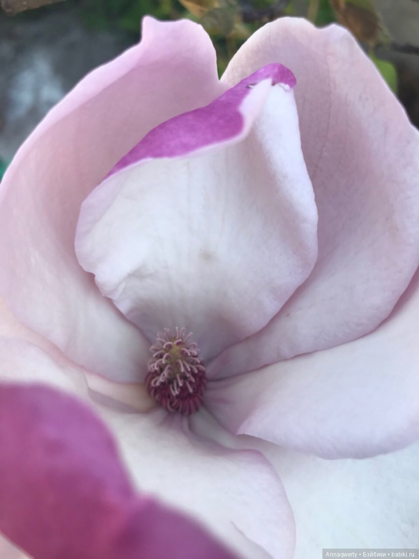 У нас зацвела магнолия — Болталка и разговоры обо всем: жизнь (фото 2)