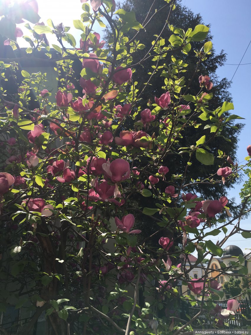 У нас зацвела магнолия — Болталка и разговоры обо всем: жизнь (фото 9)